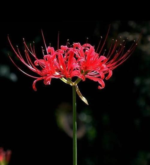 带黑色的花象征着什么？它的寓意是什么？