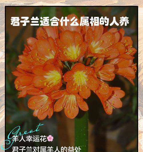 彩色花的含义是什么？不同颜色的花代表什么？