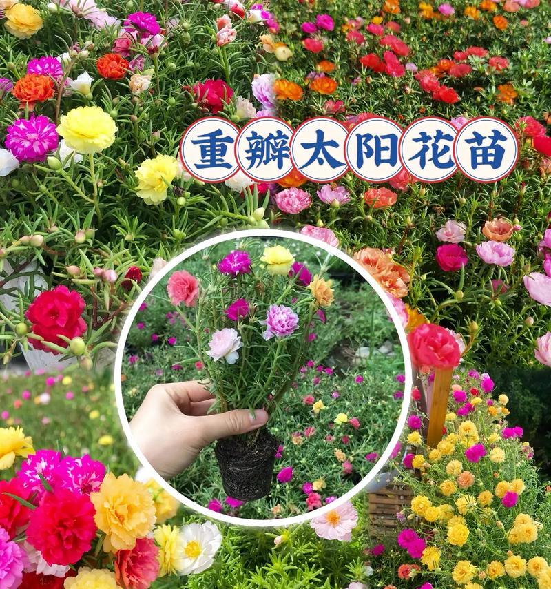彩色花的含义是什么？不同颜色的花代表什么？