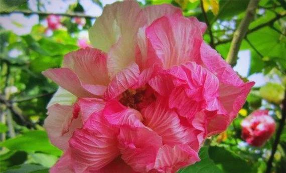 富贵芙蓉的花语有哪些含义？