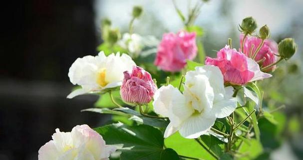 富贵芙蓉的花语有哪些含义？