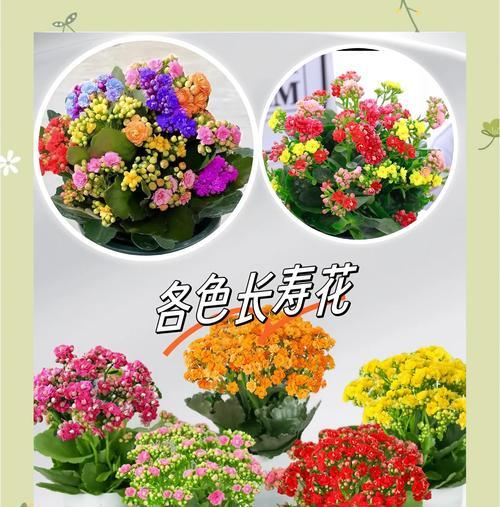 长寿花的象征含义是什么？