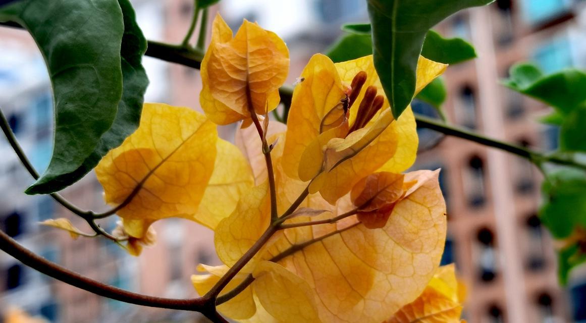 黄色布朗花代表了什么？