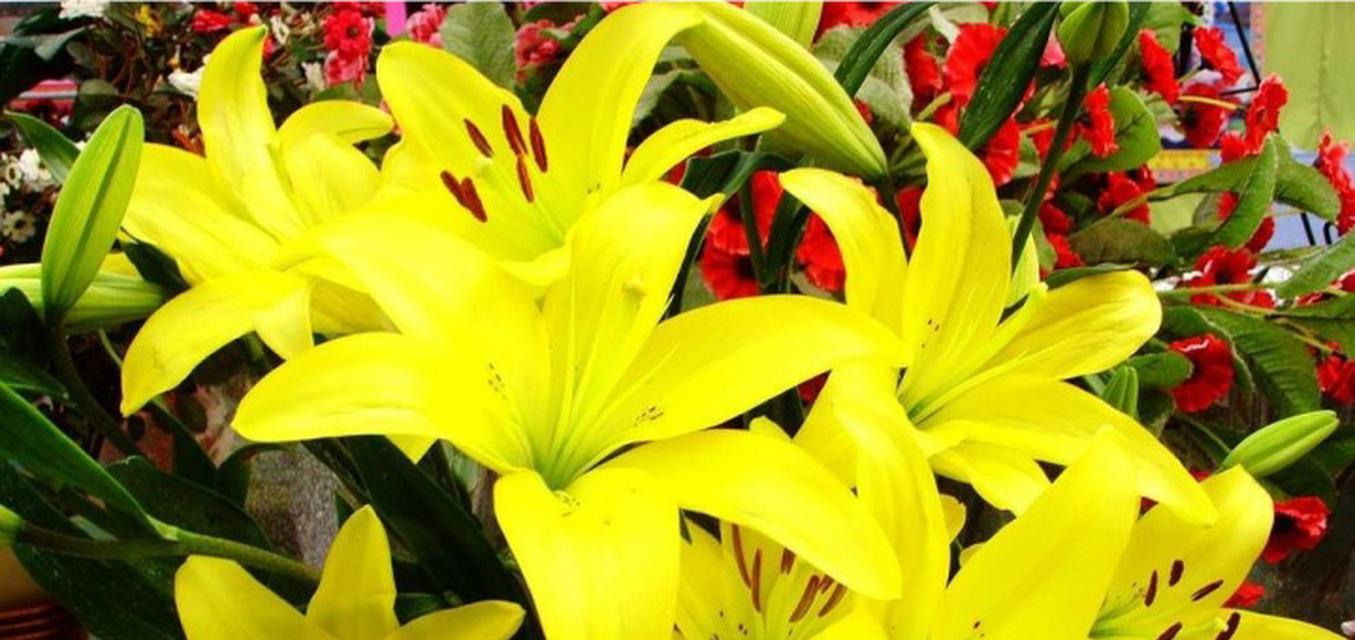 黄色布朗花代表了什么？