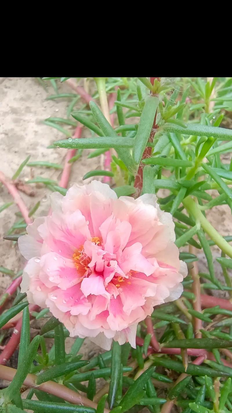 太阳花手捧花的寓意是什么？它传递了哪些积极信息？