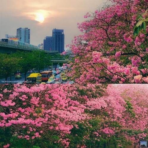 粉色风铃花的寓意是什么？有哪些禁忌？