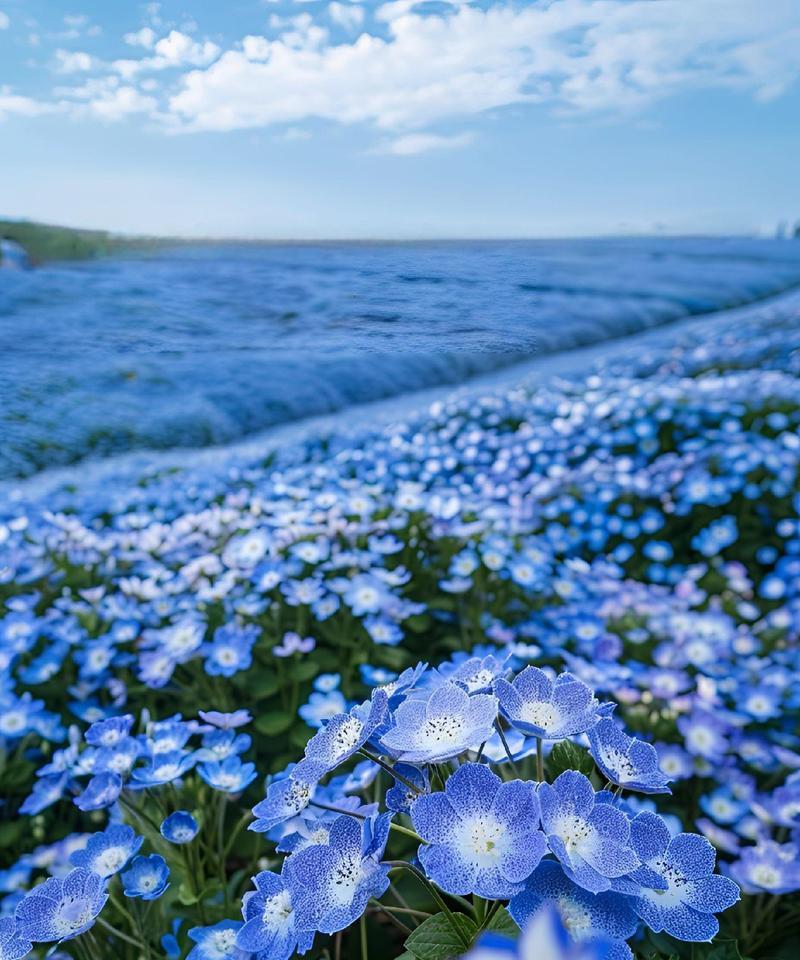 大颗蓝色花在阴雨天有何寓意？