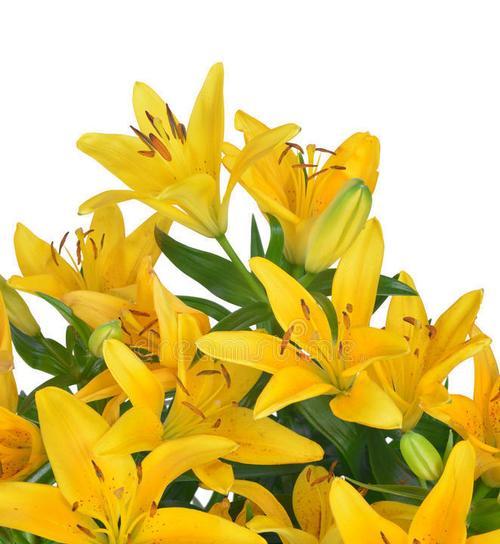 黄色的百合花寓意着什么？它在文化中有何象征？