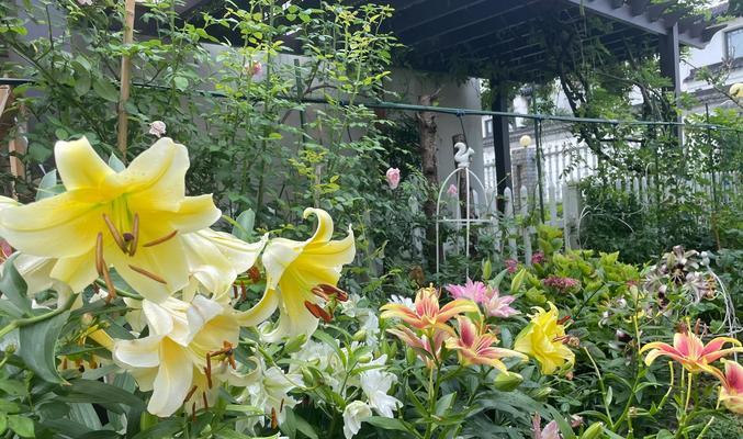 黄色的百合花寓意着什么？它在文化中有何象征？