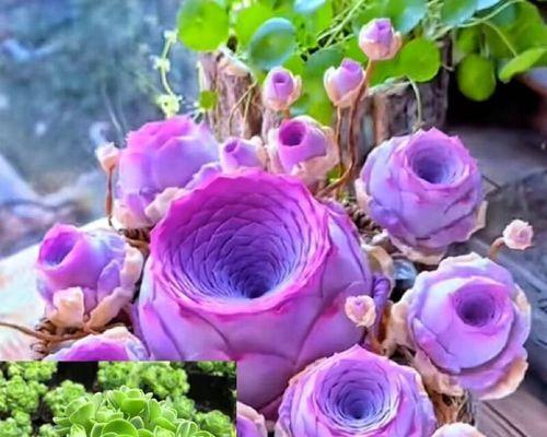 办公室放紫色花有何寓意？紫色花卉在办公室的意义？