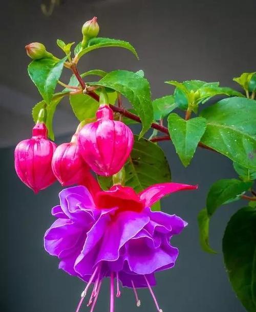 办公室放紫色花有何寓意？紫色花卉在办公室的意义？