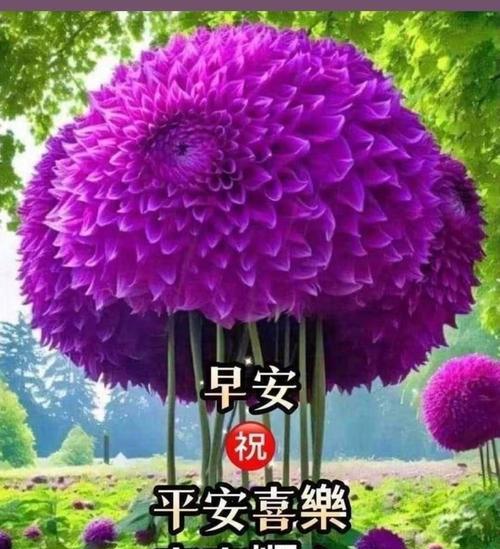 什么花寓意祝福前路？祝福前路的花有哪些？