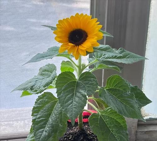 哪种土培花象征着爱情？