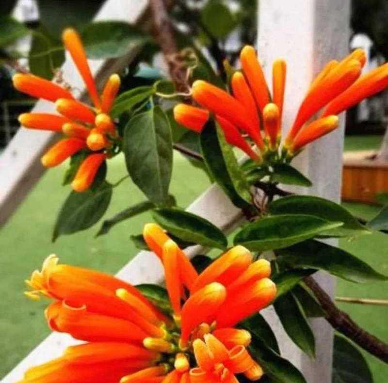 橙色系的花通常象征什么？橙色花的寓意有哪些？