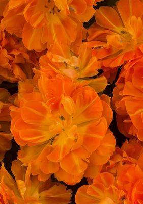橙色系的花通常象征什么？橙色花的寓意有哪些？