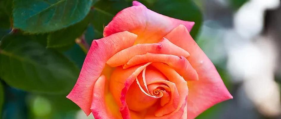 橙色系的花通常象征什么？橙色花的寓意有哪些？