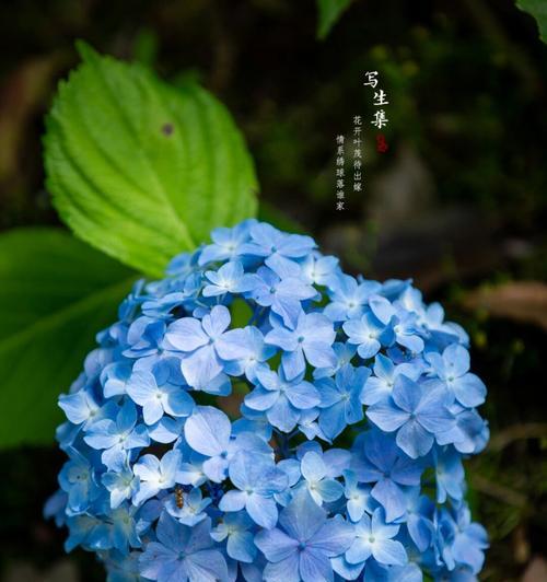 花开季节有哪些？不同季节的花语是什么？