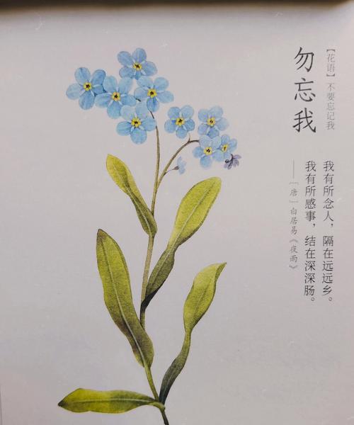 花开季节有哪些？不同季节的花语是什么？