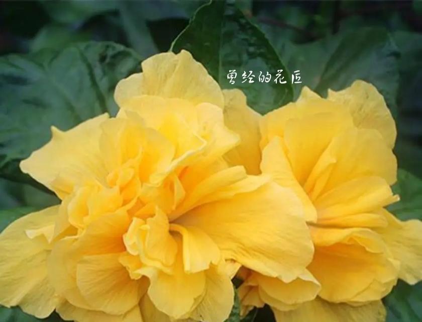 橙色信封中通常装着哪种寓意的花？