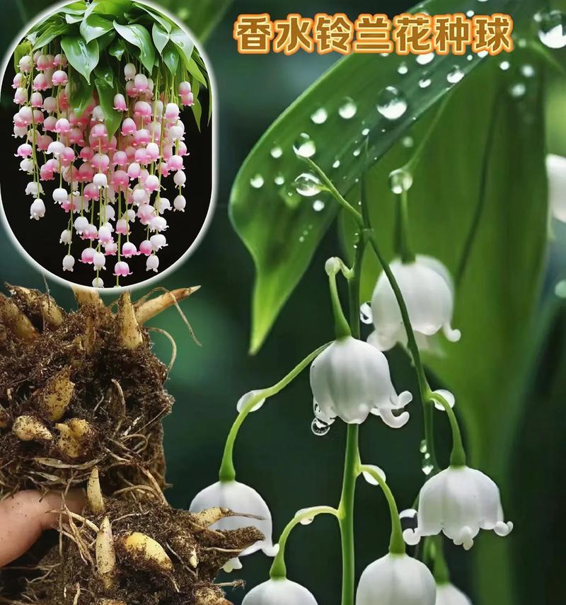 哪些花语暗示幸福？幸福的花语有哪些？