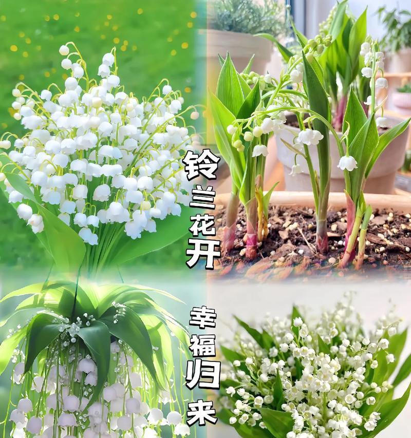 哪些花语暗示幸福？幸福的花语有哪些？