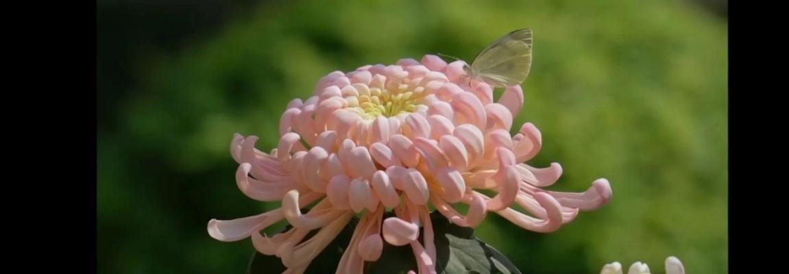 哪种花象征爱情永恒？象征爱情永恒的花有哪些？
