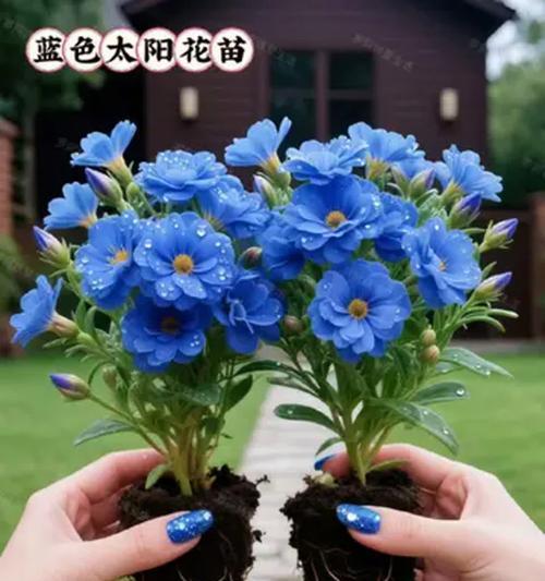 蓝色太阳花代表了什么？