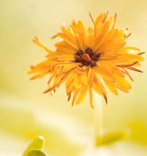 白色金盏花象征着什么？它的花语有哪些含义？