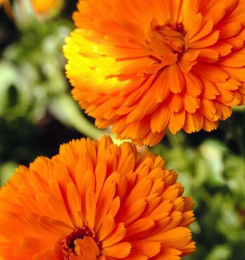 白色金盏花象征着什么？它的花语有哪些含义？