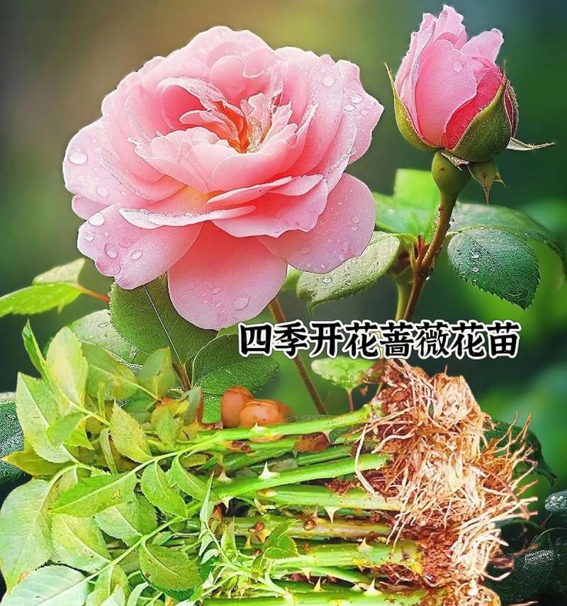 蔷薇花的爱情寓意是什么？蔷薇花语中的爱意表达是什么？