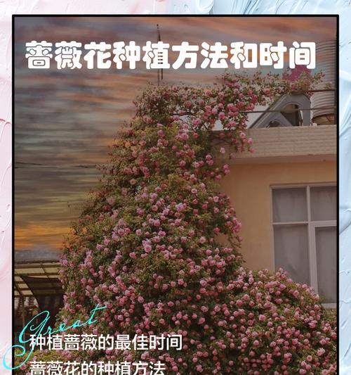 蔷薇花的爱情寓意是什么？蔷薇花语中的爱意表达是什么？