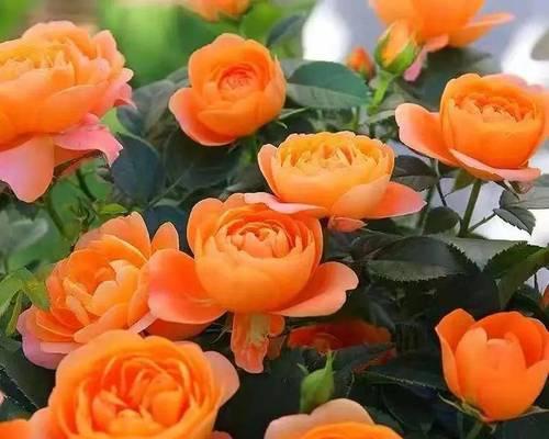 橙色花的花语是什么？橙色花卉的象征意义有哪些？