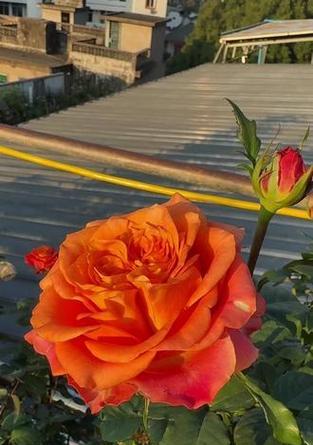橙色花的花语是什么？橙色花卉的象征意义有哪些？