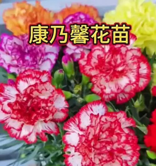 粉色康乃馨的花语是什么？粉色康乃馨代表什么意义？