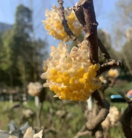 哪些花没有爱情寓意？这些花的含义是什么？