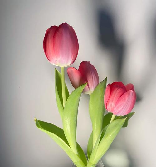 哪些花没有爱情寓意？这些花的含义是什么？