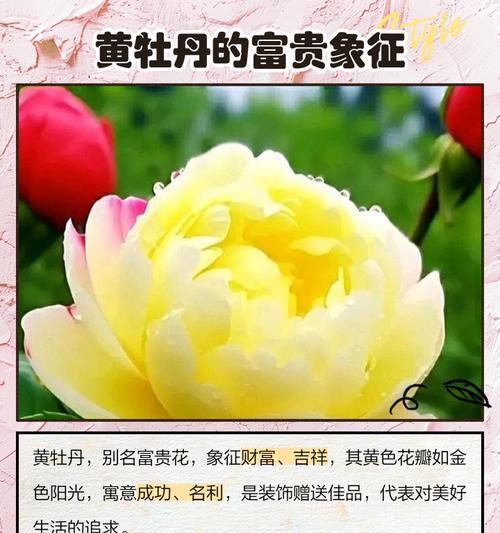 土黄色花的寓意是什么？土黄色花代表什么意义？