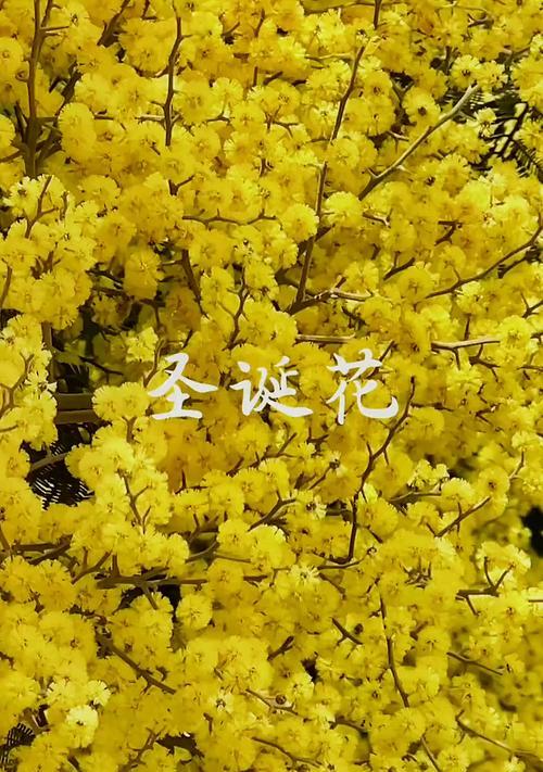 土黄色花的寓意是什么？土黄色花代表什么意义？