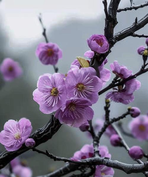 紫色的花通常代表什么意义？