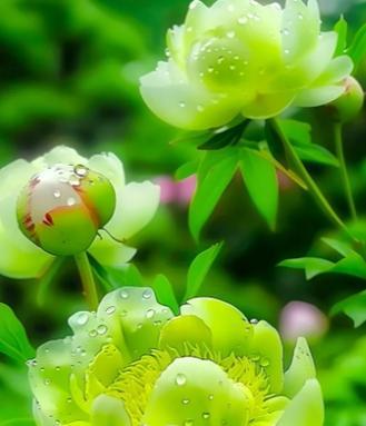 绿色牡丹花的寓意是什么？牡丹花的花语有哪些？