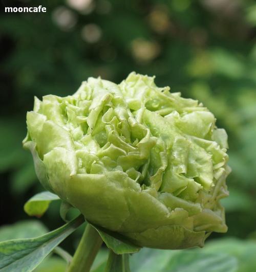 绿色牡丹花的寓意是什么？牡丹花的花语有哪些？