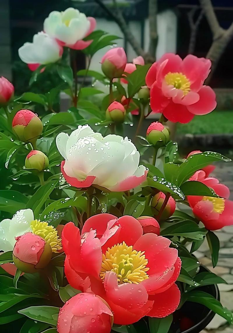 绿色牡丹花的寓意是什么？牡丹花的花语有哪些？