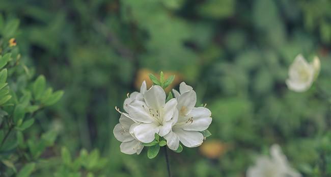 白色杜鹃花象征着什么？它的花语有哪些？