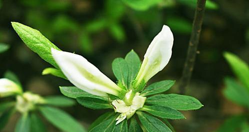 白色杜鹃花象征着什么？它的花语有哪些？