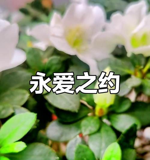 白色杜鹃花象征着什么？它的花语有哪些？