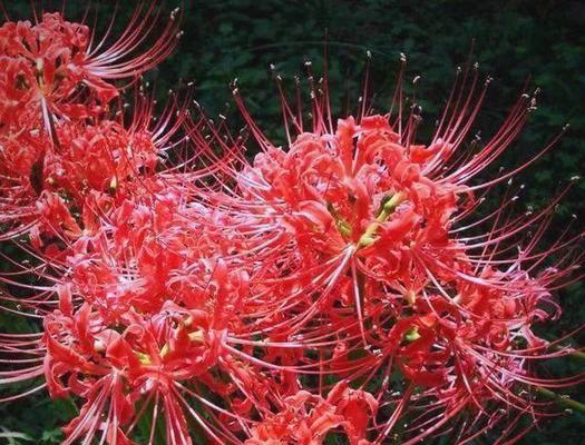 红色文化寓意的花有哪些？它们象征着什么？
