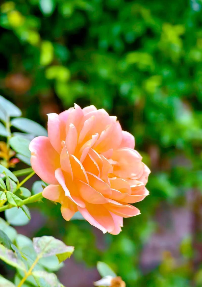 黄色花送给朋友有何含义？黄色花代表的友情寓意是什么？