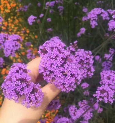 小花紫色幸运花语是什么？紫色小花象征着什么？