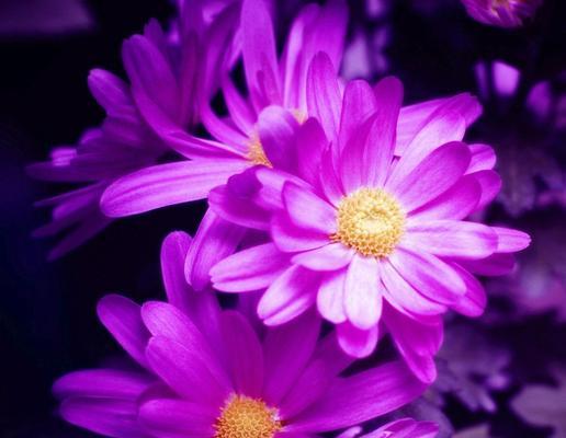 小花紫色幸运花语是什么？紫色小花象征着什么？