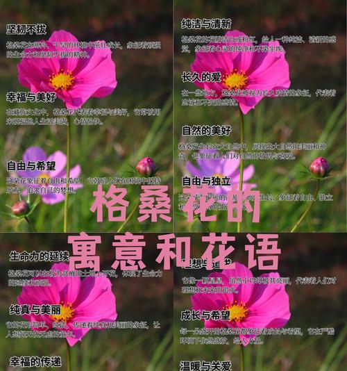 花语如何带来开心和幸福？它们的寓意是什么？